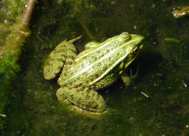 Pelophylax...kurtmuelleri?